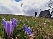 47 Crocus vernus (Crocus) e Scilla bifolia (Scilla silvestre) ai prati della Pigolotta di Valtorta 